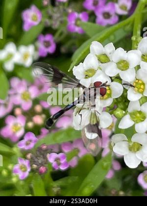 Östliche Bandflügelfliege (Hypocritanus fascipennis) Stockfoto