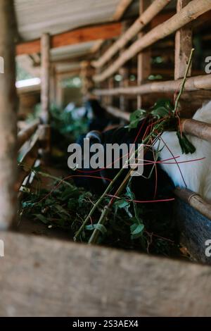 Ziegen in einem hölzernen Stall essen frische grüne Blätter und zeigen eine einfache ländliche Tierhaltung. Stockfoto