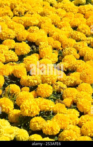 Ringelblumen Natur Hintergrund auf der Wiese unter Sonnenlicht. Gelbe Ringelblumen im Garten nah dran. Ringelblumen Natur Hintergrund Stockfoto
