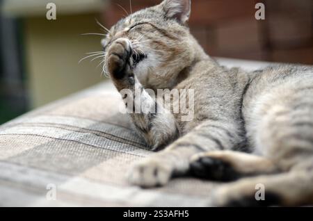 Porträt einer Tabbykatze, die draußen sitzt und sich die Haare leckt und abends auf einem braunen Sofa liegt. Porträt einer Tabbykatze, die sitzt und sich die Haare leckt Stockfoto