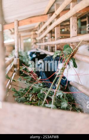 Ziegen in einem hölzernen Stall essen frische grüne Blätter und zeigen eine einfache ländliche Tierhaltung. Stockfoto
