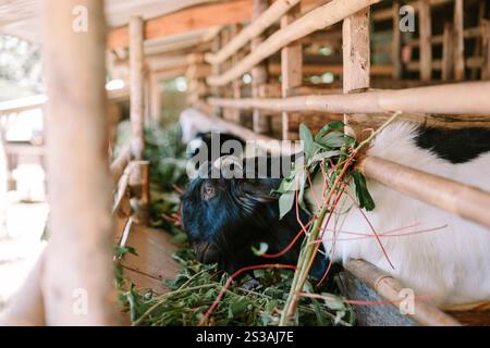 Ziegen in einem hölzernen Stall essen frische grüne Blätter und zeigen eine einfache ländliche Tierhaltung. Stockfoto