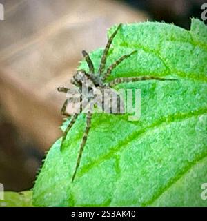 Dünnbeinige Wolfsspinnen (Pardosa) Stockfoto