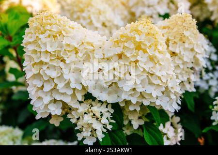 Schöne Nahaufnahme der zarten weißen Hortensie Blumen blüht in einem üppigen grünen Garten Hintergrund Stockfoto