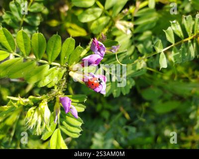 Ein leuchtend roter Marienkäfer liegt auf einer violetten Blume inmitten üppig grüner Blätter und fängt einen Moment der natürlichen Schönheit in einem Garten ein. Stockfoto