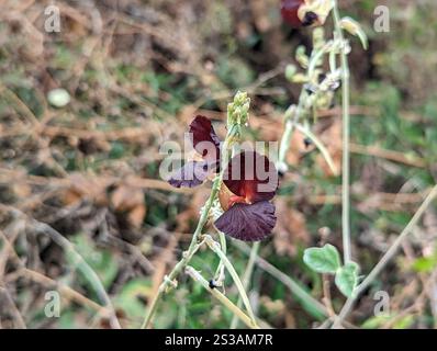 Violette Buschbohne (Macroptilium atropurpureum) Stockfoto