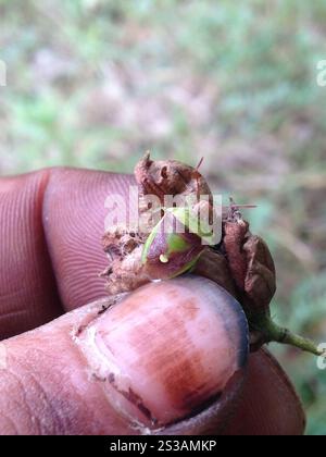 Grüner Burgunderstinkkäfer (Banasa dimidiata) Stockfoto