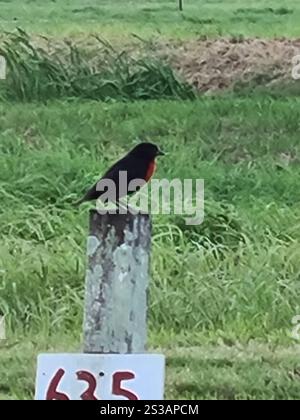 Rotbrust-Meadowlark (Leistes militaris) Stockfoto