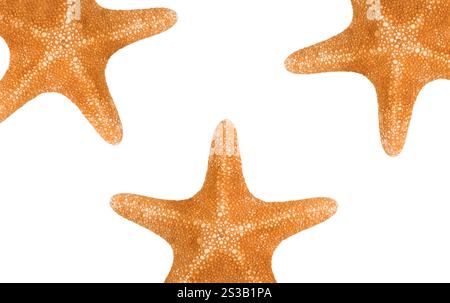 Orangefarbenes Seastar isoliert auf weißem Hintergrund. Nahaufnahme des orangen Meeres Stockfoto