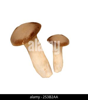 agaricus-Pilze isoliert auf weißem Hintergrund. agaricus-Pilze Stockfoto