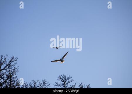 Eine majestätische Möwe schwebt durch einen blauen Himmel. Nahaufnahme des Fotos. Stockfoto