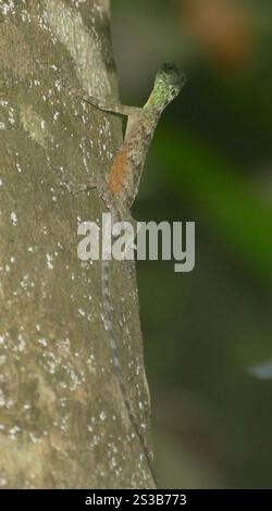 Sulawesi gefütterte Gleiteidechse (Draco spilonotus) Stockfoto