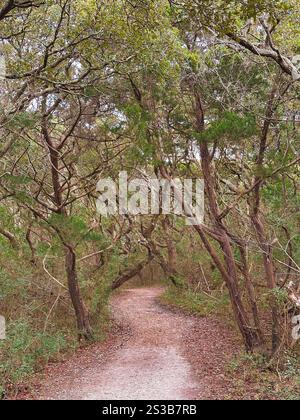 Ein friedlicher Schotterweg führt durch einen dichten Küstenwald mit knorrigen, verdrehten, lebenden Eichen, die einen natürlichen Tunnel über sich bilden Stockfoto