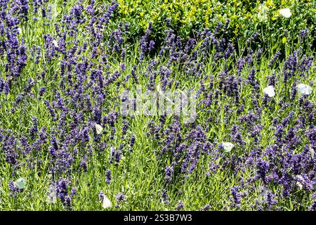 Schmetterlinge fliegen an sonnigen Sommertagen in Etchmiadzin, Armenien, über die Wiese mit blühendem Lavendel Stockfoto