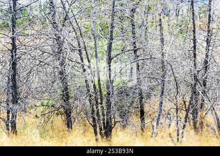 Getrocknete Baumstämme auf dem Hügel in der Festung Erebuni in Jerewan an sonnigen Sommertagen Stockfoto