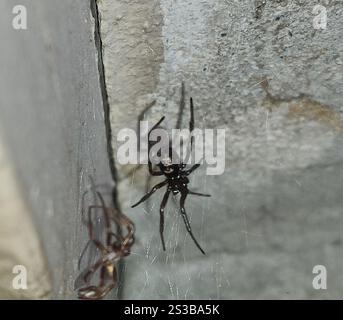 Mediterrane falsche schwarze Witwe (Steatoda paykulliana) Stockfoto