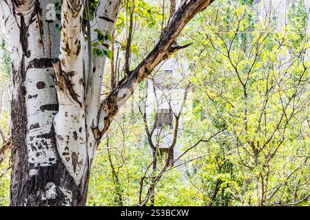 Stämme alter Espen und junger grüner Bäume im Victory Park in Jerewan, Armenien an sonnigen Sommertagen Stockfoto