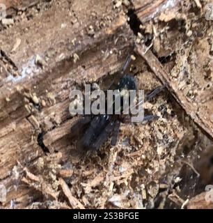 Spitzenkreuzspinne (Amaurobius similis) Stockfoto