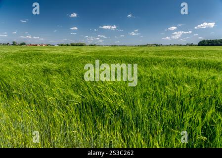 Grüne Weizenohren unter blauem Himmel in Slowenien Stockfoto