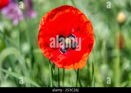 Papaveraceae. Blume Mohn blüht auf Hintergrund Mohn Blumen. Natur. Stockfoto
