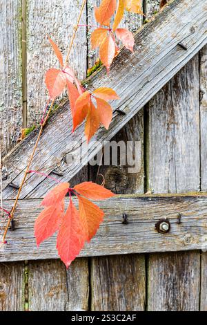 Rote Herbstblätter von Virginia Kriecher in der Nähe von alten hölzernen Wickeln im Dorf Stockfoto