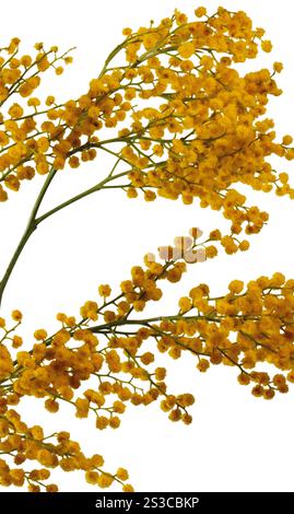 Gelbes Gras isoliert auf weiß Stockfoto