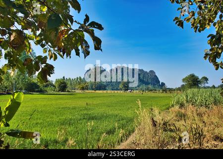 Grünes Reisfeld am Fuße eines großen Kalkfelsens in der Nähe der Stadt Ban Mung, Bezirk Noen Maprang, Provinz Phitsanulok, Thailand Stockfoto