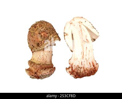 Pilzkandel (Amanita rubescens) isoliert auf weißem Hintergrund Stockfoto