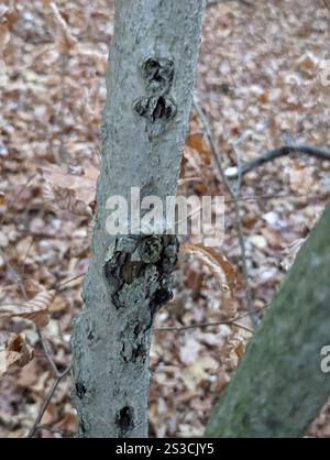 Buchenrinde Canker-Pilz (Neonectria faginata) Stockfoto