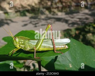 Große grüne Grasshopper (Chondracris rosea) Stockfoto