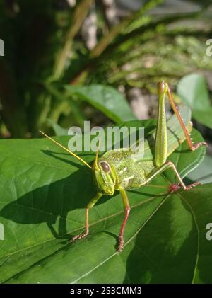 Große grüne Grasshopper (Chondracris rosea) Stockfoto