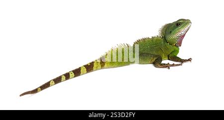 Rückansicht eines chinesischen Wasserdrachen mit Blick auf die Kamera, Physignathus cocincinus Stockfoto