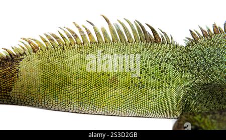 Nahaufnahme des Haut- und Rückenwappens eines chinesischen Wasserdrachen Physignathus cocincinus Stockfoto