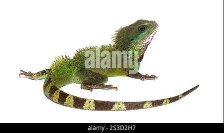 Rückansicht eines chinesischen Wasserdrachen mit Blick auf die Kamera, Physignathus cocincinus Stockfoto