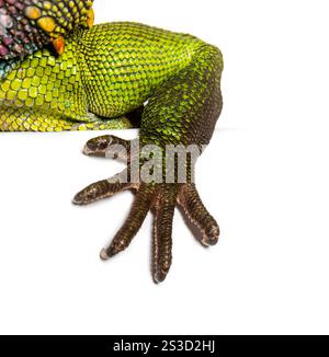 Nahaufnahme des Beins, der Finger und der Krallen eines chinesischen Wasserdrachen Physignathus cocincinus, isoliert auf weiß Stockfoto