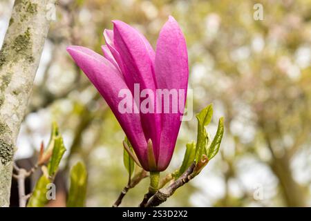 Nahaufnahme einer Magnolienblüte im Frühjahr Stockfoto