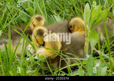 Vier Gänsehaut sind zusammengedrängt (in der Nähe der Niagarafälle), um warm zu bleiben Stockfoto