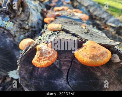 Nördliches Zinnober-Polypore (Trametes cinnabarina) Stockfoto
