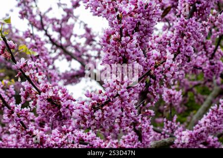 Ein Rotknospenbaum in voller Blüte im Frühling Stockfoto