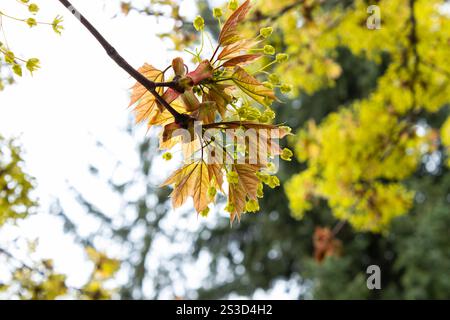 Ahornblätter und Schlüssel tauchen im Frühjahr auf Stockfoto