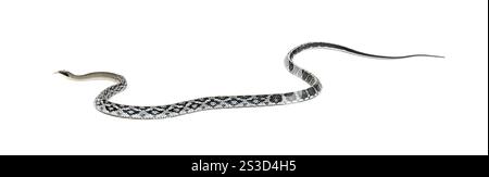 Schönheitsrattenschlange, Elaphe taeniura, isoliert auf weiß Stockfoto