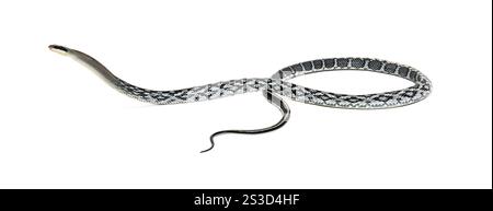 Schönheitsrattenschlange, Elaphe taeniura, isoliert auf weiß Stockfoto