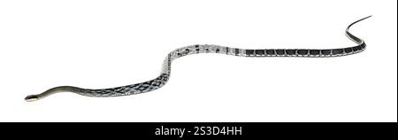 Schönheitsrattenschlange, Elaphe taeniura, isoliert auf weiß Stockfoto