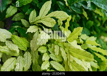 Leuchtend grüne und blassbunte Blätter mit detaillierter Aderung. Chlorose der Blätter Stockfoto