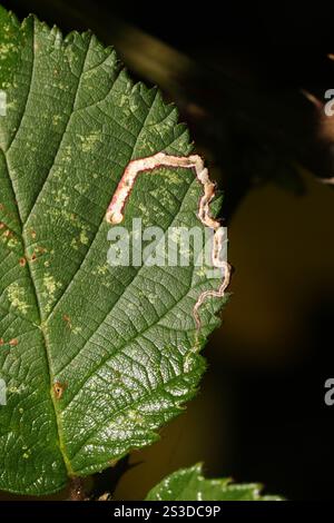 Goldenes Pigmy (Stigmella aurella) Stockfoto