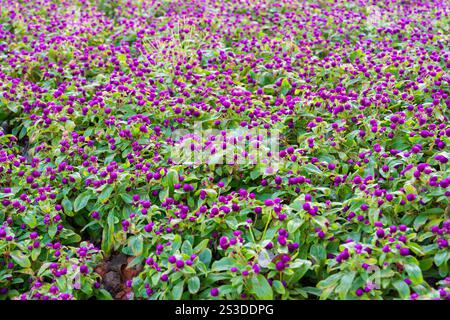 Globus Amaranth Blüten oder (Gomphrena globosa - lateinisch). Aus nächster Nähe im Garten fotografiert. Stockfoto