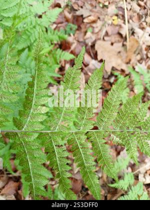 Spinulose-Holzfarn (Dryopteris carthusiana) Stockfoto