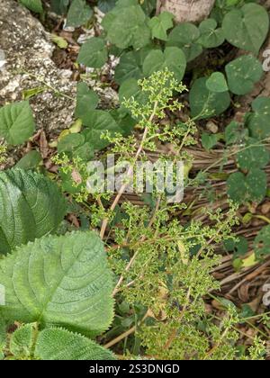 Westindische Holznessel (Laportea aestuans) Stockfoto