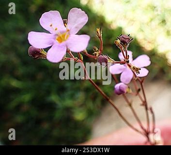 Blauer Skunkbush (Chaenostoma caeruleum) Stockfoto
