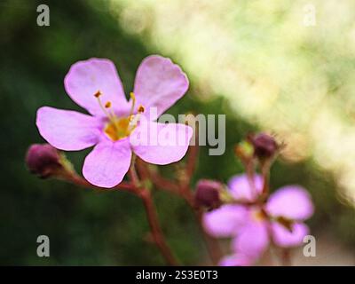 Blauer Skunkbush (Chaenostoma caeruleum) Stockfoto